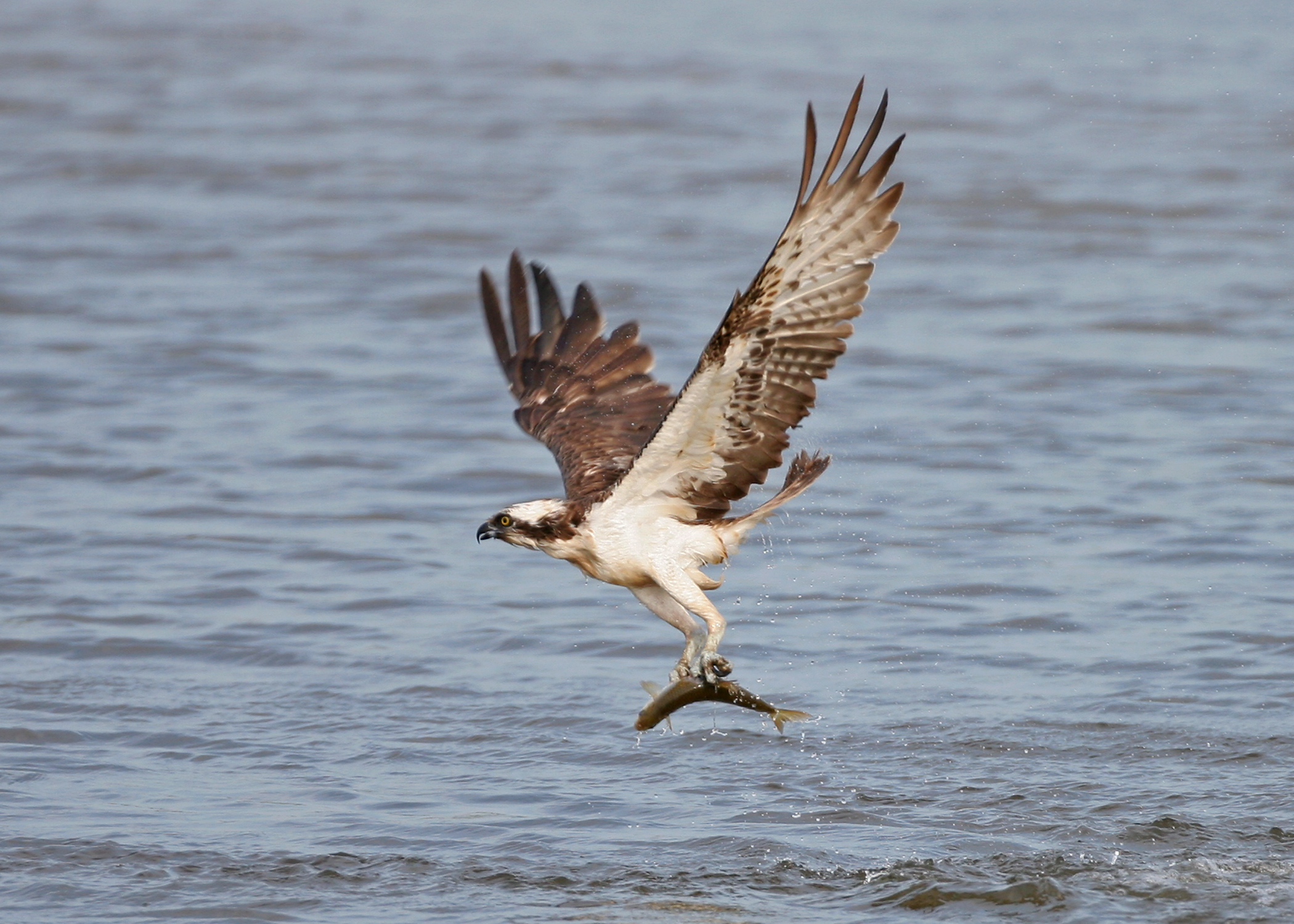 Returning ospreys to Kielder Forestry England